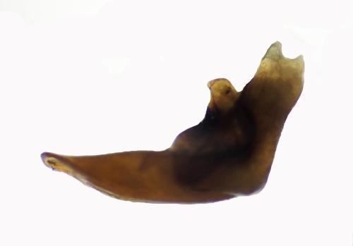 Réf. 335 827 : Pterostichus cursor