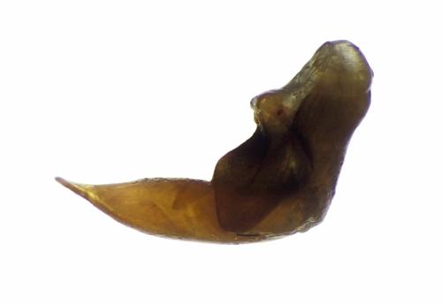 Réf. 335 839 : Pterostichus vernalis