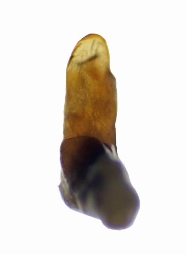 Pterostichus cursor