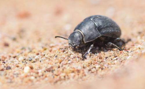 Réf. 335 709 : Erodius orientalis