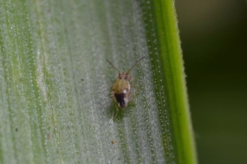 Jordanathrix sp.