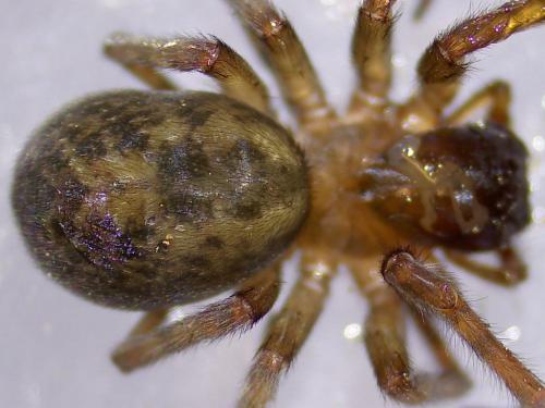 Réf. 335 620 : Amaurobius similis