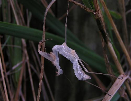 Réf. 335 099 : Mantis religiosa