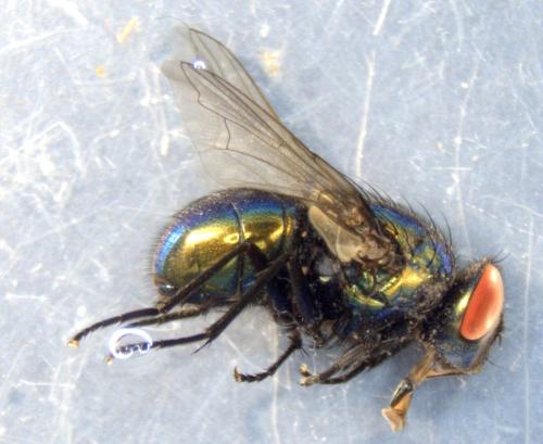 Réf. 335 712 : Neomyia cornicina