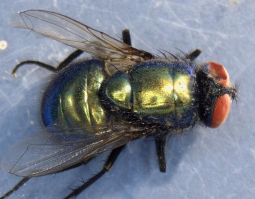 Réf. 335 713 : Neomyia cornicina