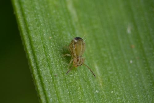 Jordanathrix sp.