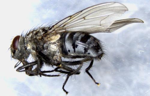 Réf. 335 966 : Polietes lardarius