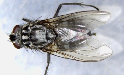 Réf. 335 967 : Polietes lardarius