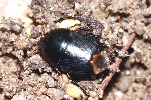 Réf. 335 904 : Geotomus sp.
