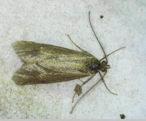Diurnea lipsiella