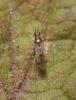 335436 – Photo : Nicolas ORLIAC – France (70)