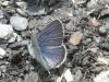335021 – Photo : Andre Astric – France (74)