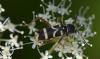 335892 – Photo : Christian Berquer – France (29)