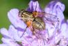 335821 – Photo : Pierre PAILLUSSEAU – France (74)