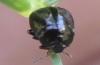 335456 – Photo : Fools – France (05)