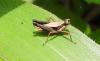 335331 – Photo : laurette roussel – Colombie