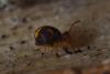 335483 – Photo : Nataël Adam – France (51)
