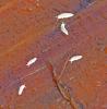 335340 – Photo : Oryctes – France (59)