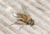 335844 – Photo : Michel Ehrhardt – France (68)