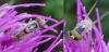 335152 – Photo : Emilien TEULIER – France (82)