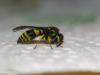 335547 – Photo : Vinex – France (73)