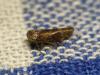 335661 – Photo : Vinex – France (73)