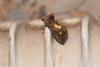 335593 – Photo : Fabrice DUSERRE – France (64)