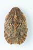 335561 – Photo : Mathurin CARNET – France (21)