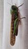 335393 – Photo : Genevieve BUXIN – France (31)