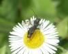 335098 – Photo : Georges ROCA FILELLA – France (74)