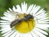 335097 – Photo : Georges ROCA FILELLA – France (74)