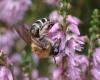 335575 – Photo : Catherine Reymonet-Smitten – France (19)