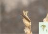 335797 – Photo : Nicolas ORLIAC – France (74)