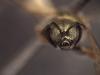 335144 – Photo : Daniel INGREMEAU – France (36)