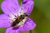 335139 – Photo : Jessica Joachim – France (11)