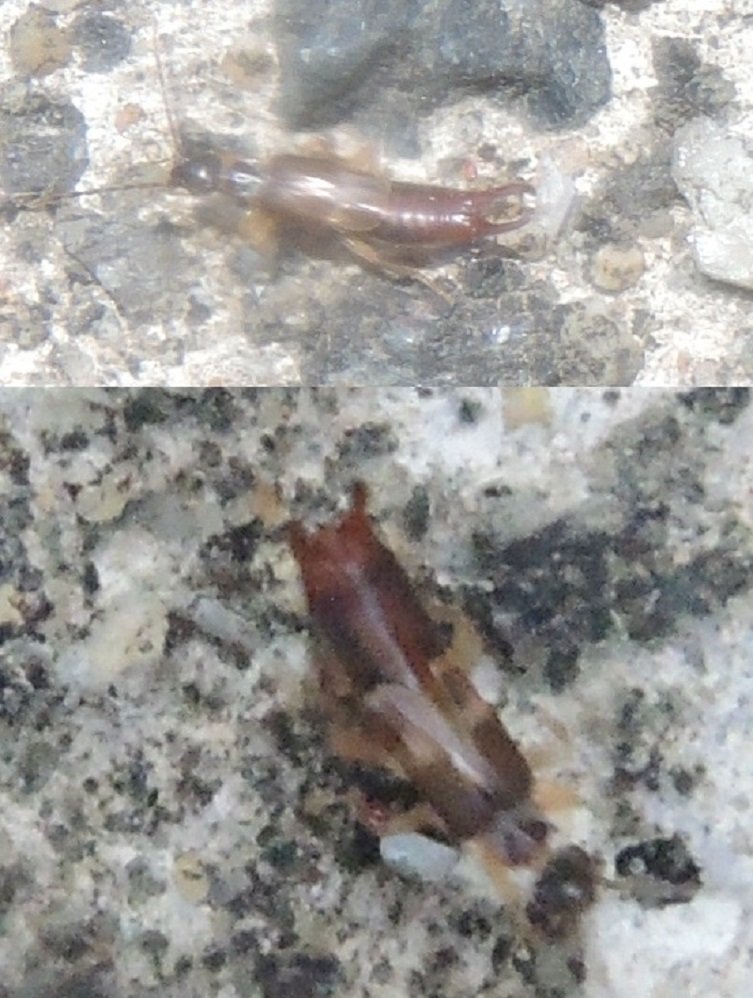 Fools - Labia minor - réf. 335871 (753 x 998 pixels, 135 ko)