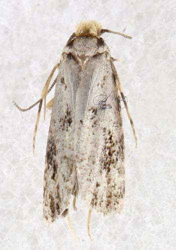 Réf. 336 424 : Nemapogon sp.