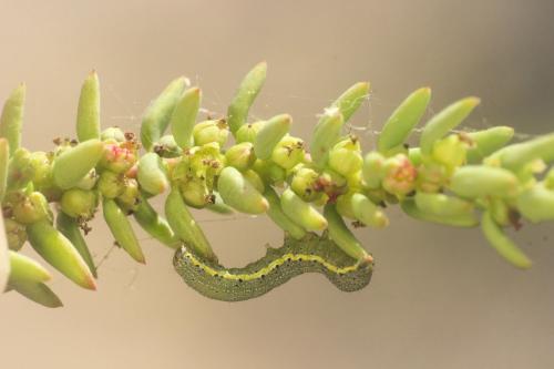 Lacanobia blenna