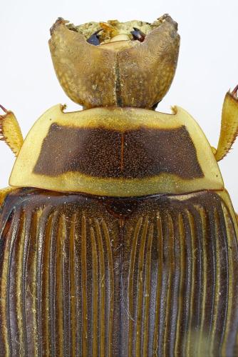 Réf. 336 505 : Dytiscus marginalis