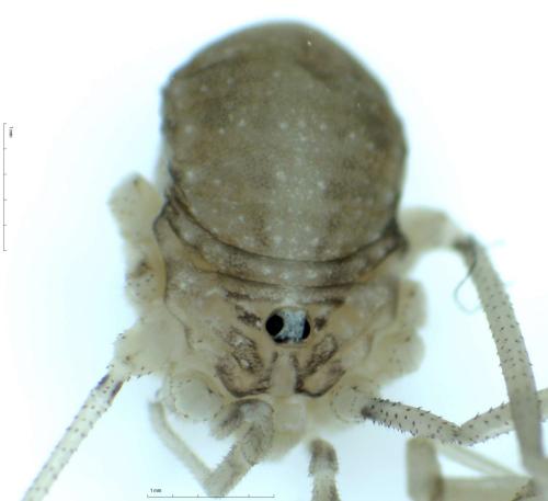 Réf. 336 394 : Nelima doriae