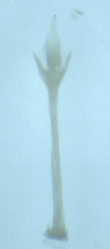 Nelima doriae