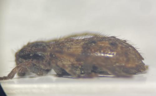 Réf. 336 922 : Pogonocherus fasciculatus