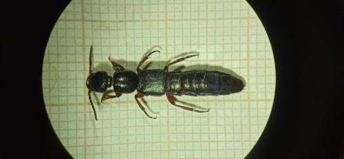 Tasgius pedator