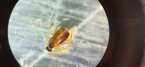 Euglenes oculatus