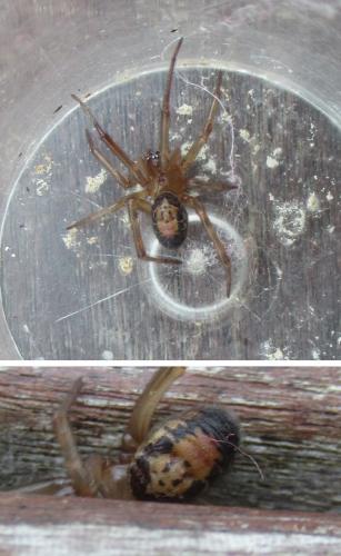 Réf. 336 474 : Steatoda nobilis