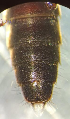 Ocypus fulvipennis