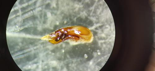 Ocypus fulvipennis