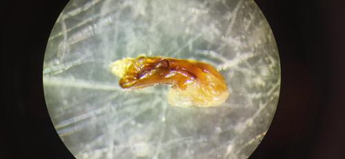 Ocypus fulvipennis
