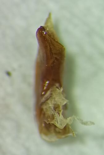 Ocypus fulvipennis