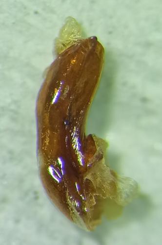 Ocypus fulvipennis